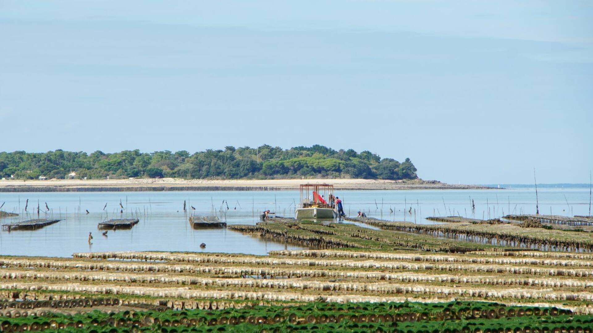 Les parcs à huitres de Fouras-les-bains