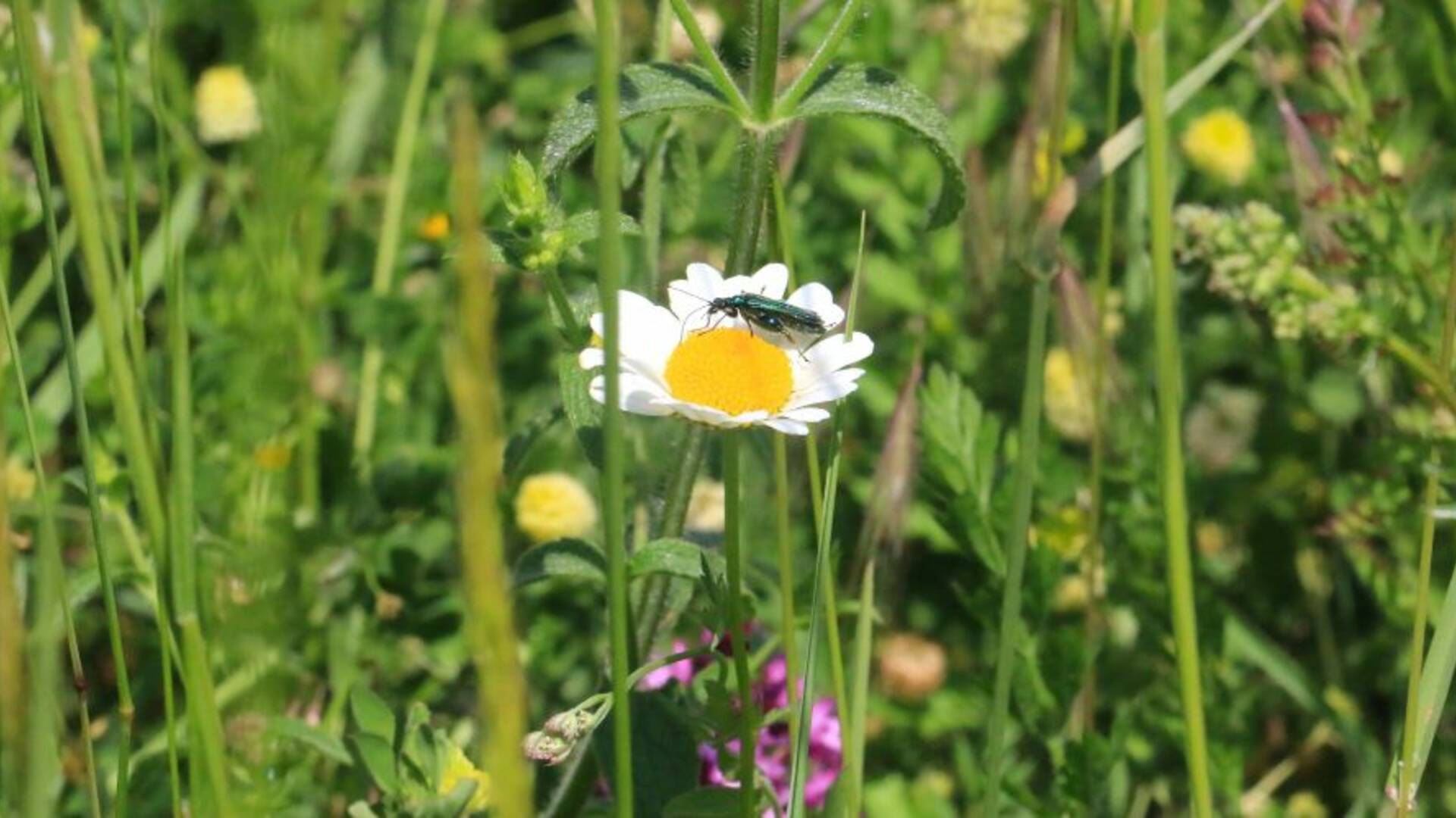 Faune et flore à la Cabane de Moins