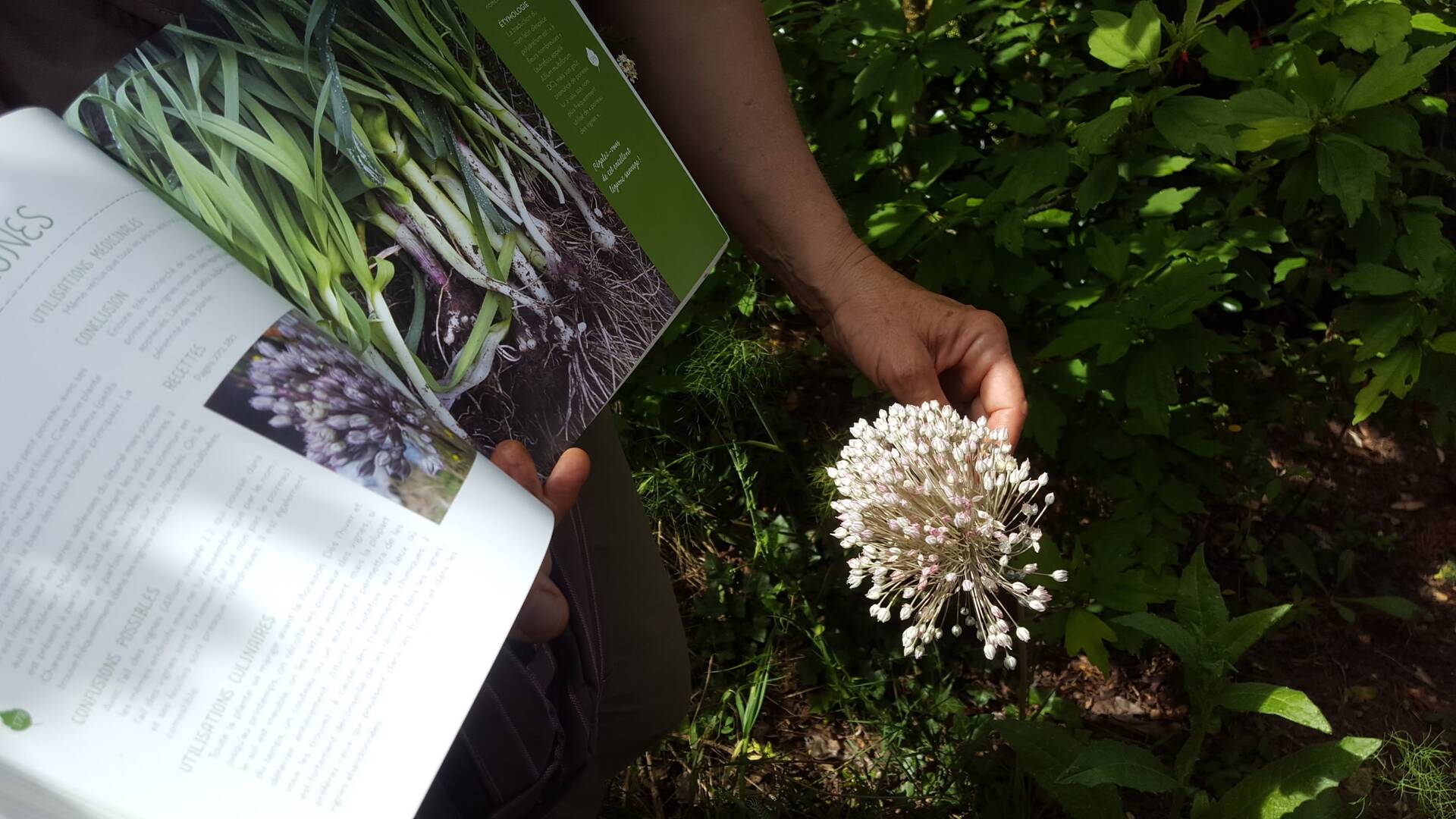 Apprendre à connaître les plantes©CE