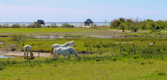 Die Insel Madame, ein naturbelassenes Eiland 