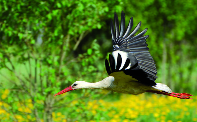 La Réserve Naturelle du marais d’Yves