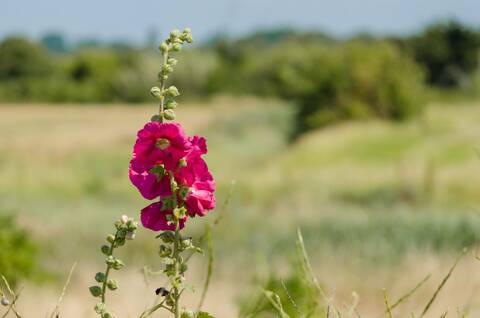 Roses trémières dans les marais de Soumard - © Dfred Photographie