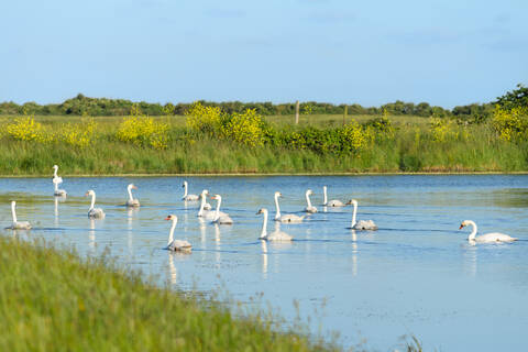 Le lac des cygnes dans les marais de Soumard - © Dfred Photographie