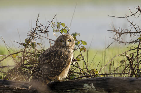 Hibou des marais - © Baptiste Chambard