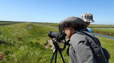 Observation des oiseaux 