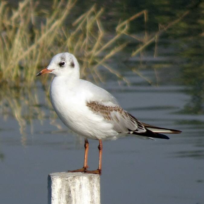 mouette rieuse