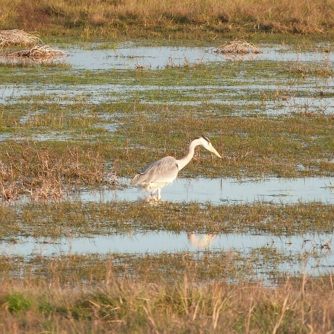 Observation d'un héron marais de Soumard Rochefort Océan