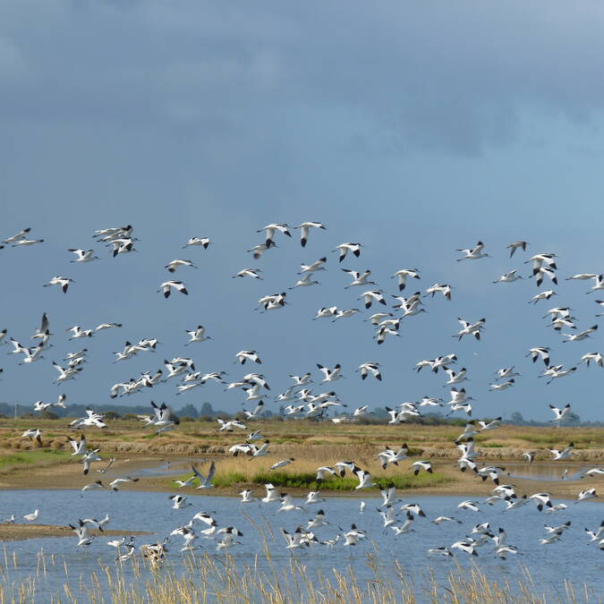 Vol d'avocettes élégantes