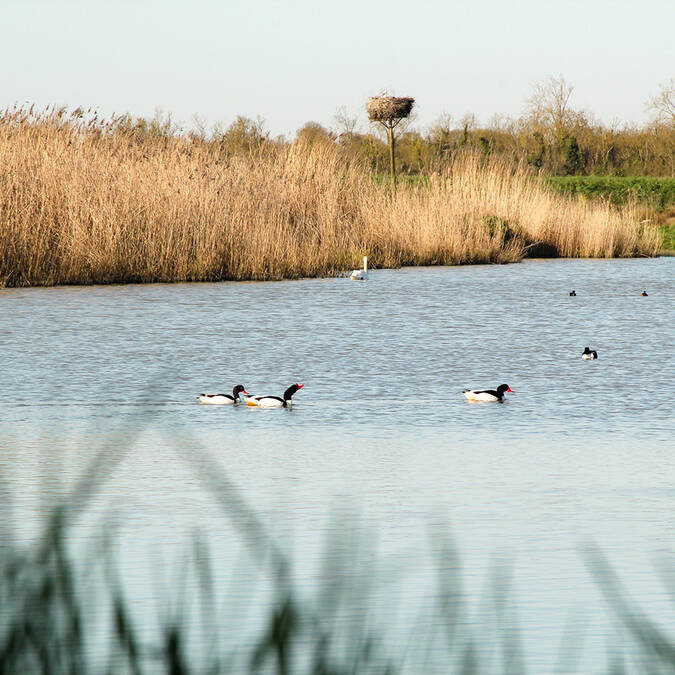 Canards dans les marais