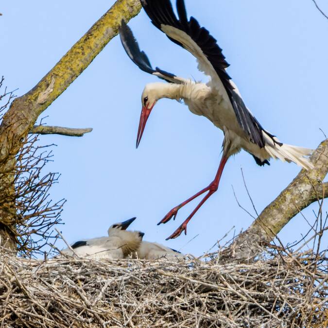 Stork in the Rochefort Océan nature reserves