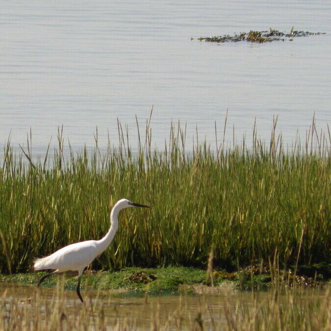 Aigrette garzette, échassier des marais ©J.Paulet