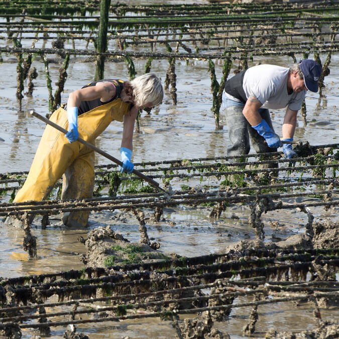 ostreiculture-fouras-les-bains-rochefort-ocean © Marie Françoise Boufflet