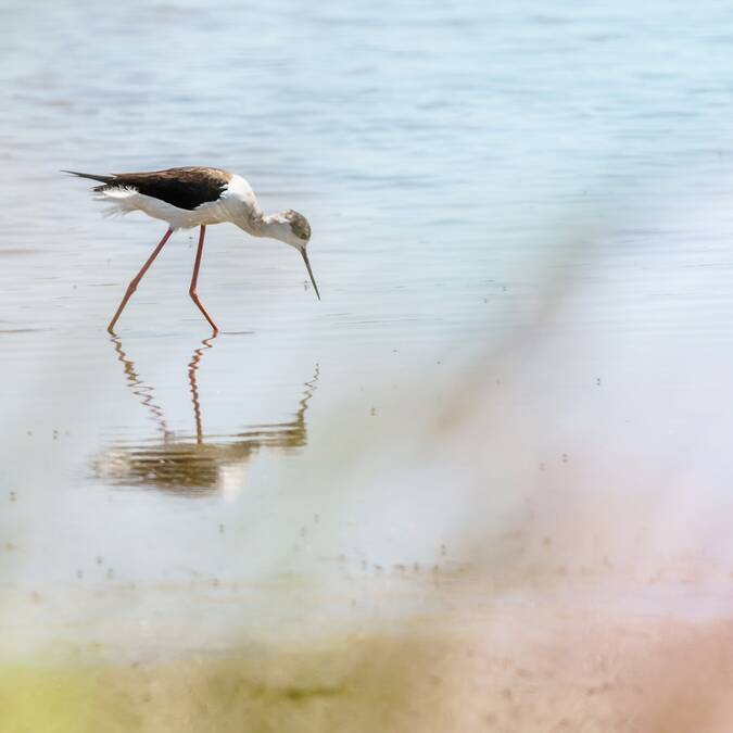 Limicole à la recherche de nourriture au bord de l'eau