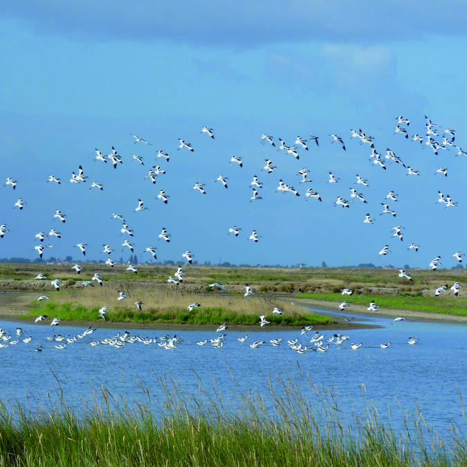 Rochefort Océan, terre d'escale pour les oiseaux migrateurs © CRNNMO