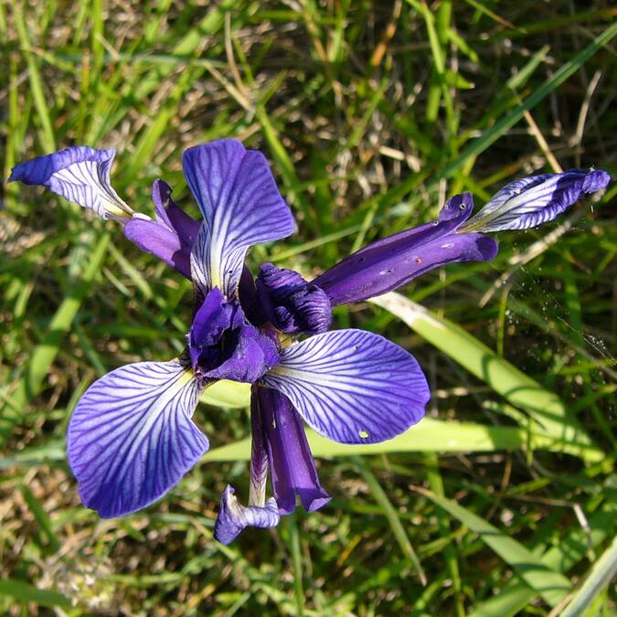 Fleur d'Iris maritime ©Anne Richard