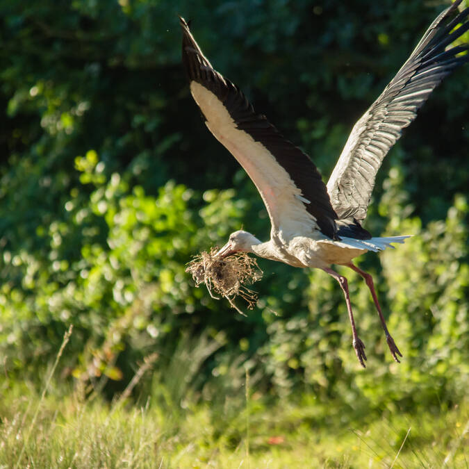 Stork in the Rochefort Océan marshes