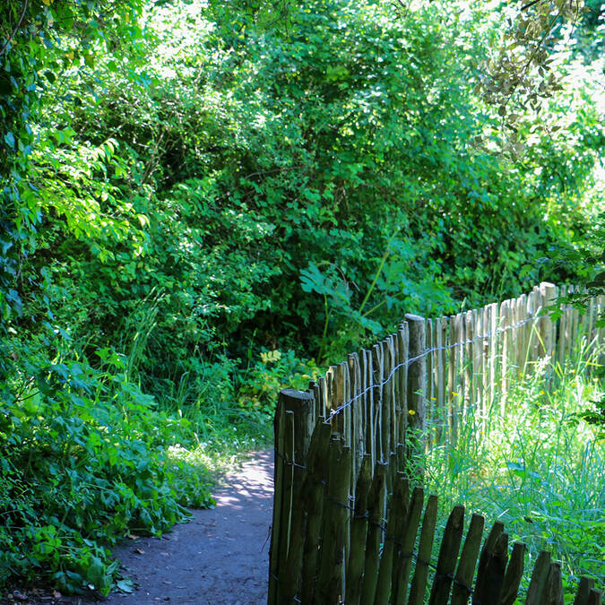 Randonnée dans les bois de l'île Madame