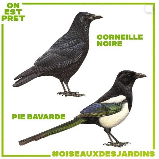 Dessins d'oiseaux Corneille noire et Pie bavarde