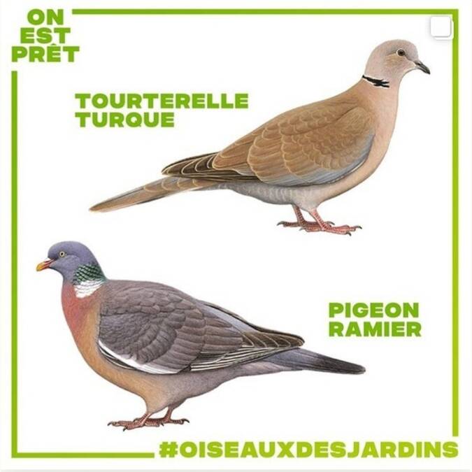 dessins d'oiseaux tourterelles turque et pigeon ramier