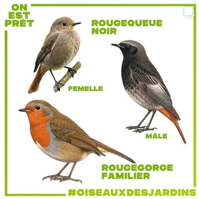 dessins d'oiseaux rougequeue noire et rouge gorge