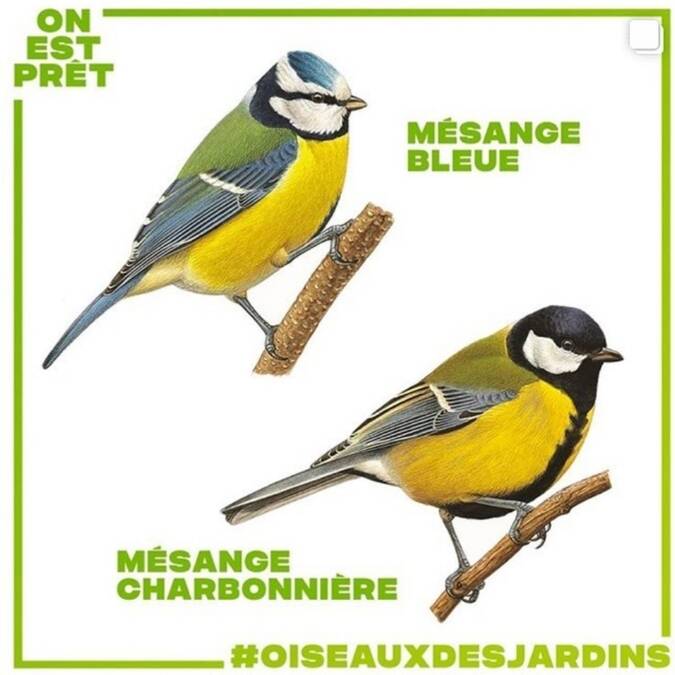  dessins d'oiseaux mésange bleue et chardonnière