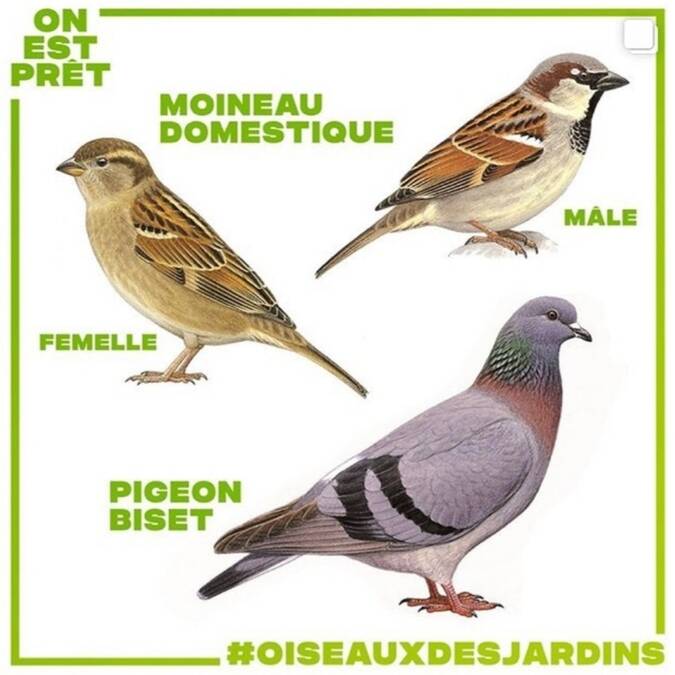 dessins d'oiseaux moineau domestique et pigeon biset 