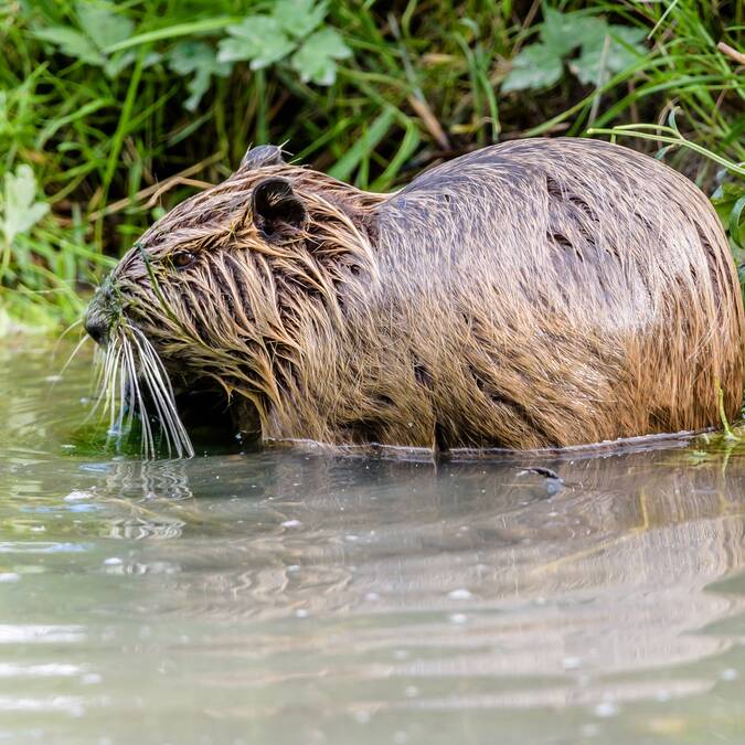 Ragondin dans le marais de Rochefort Océan