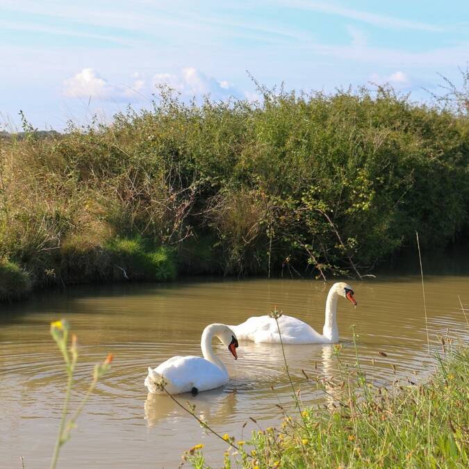 Cygnes dans les marais à Saint-Laurent-de-la-prée