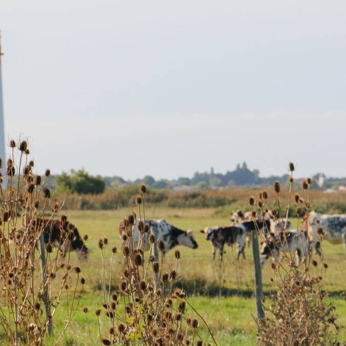 Marais à Saint-Laurent-de-la-prée