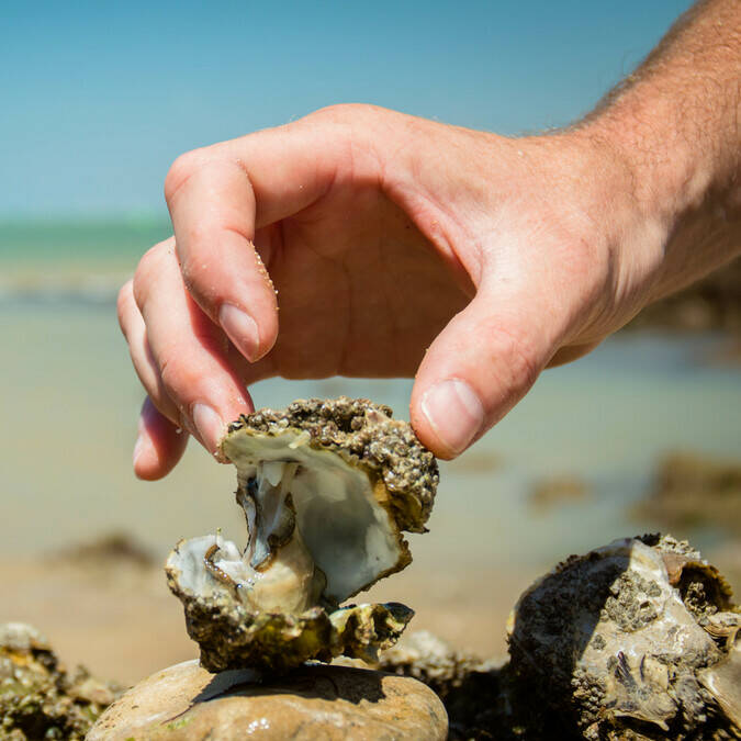 Try out the oysters of Rochefort Ocean