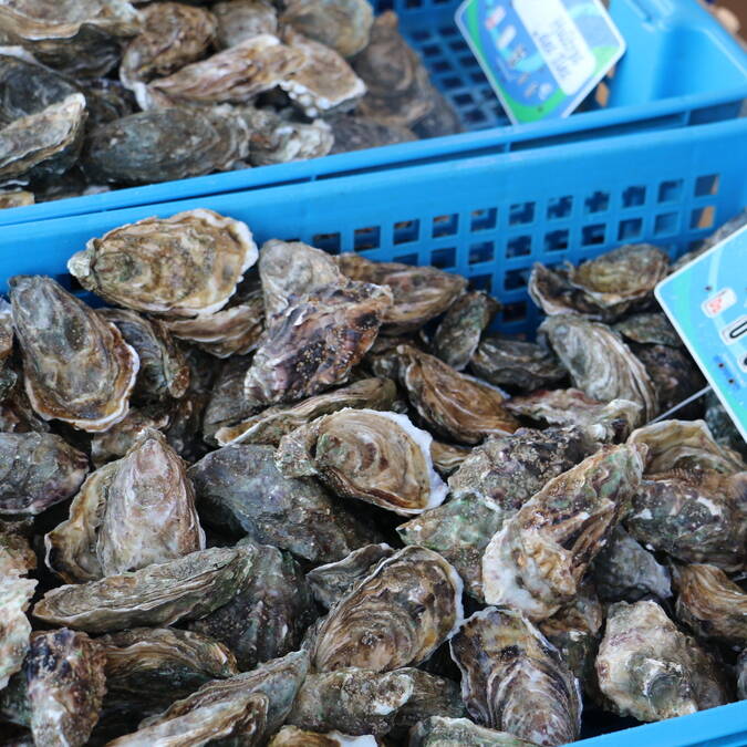 ostreiculture-fouras-les-bains-rochefort-ocean © Marika Domenici